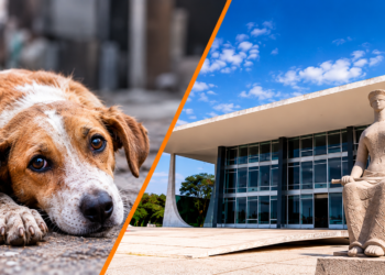 STF reforça que prefeituras têm obrigação de proteger cães e gatos abandonados
