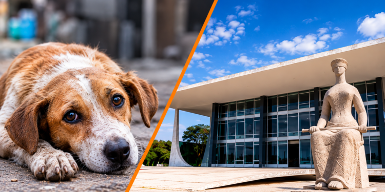 STF reforça que prefeituras têm obrigação de proteger cães e gatos abandonados